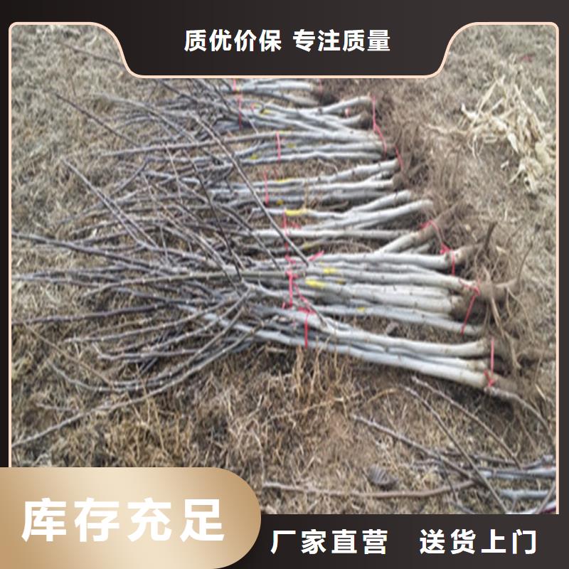 核桃苗-樱桃苗基地诚信经营现货现发保障产品质量