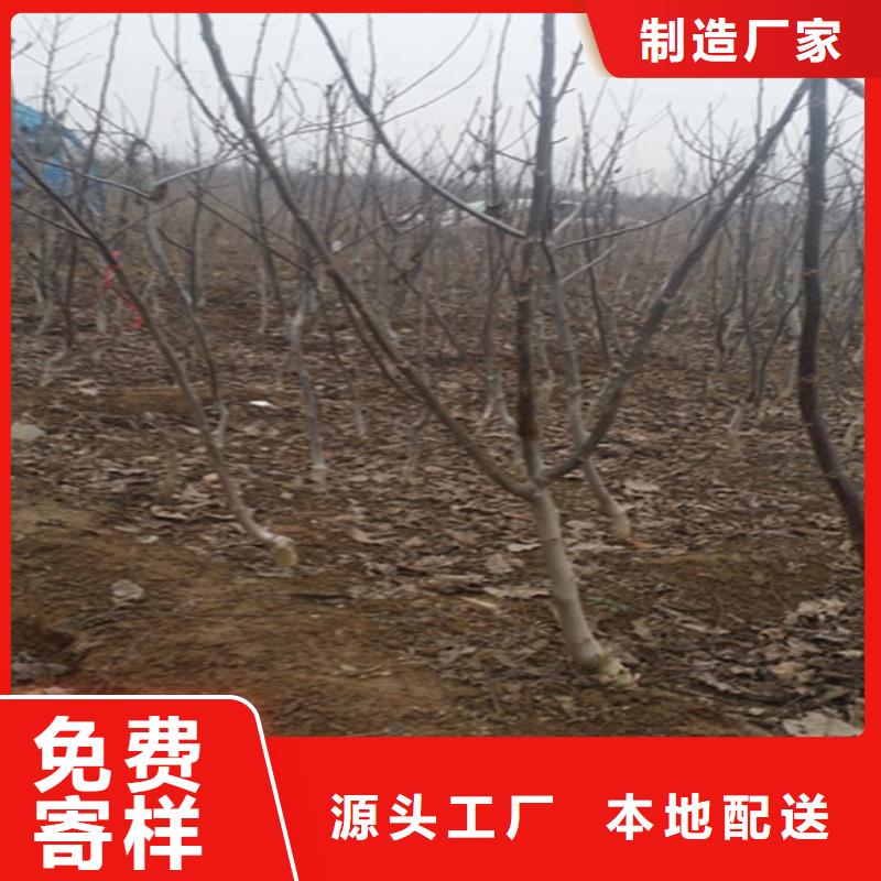 核桃苗,果树苗批发基地质优价保当地生产厂家