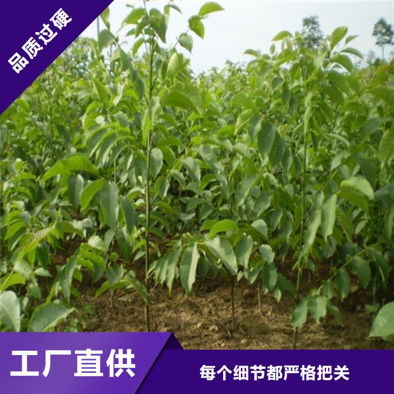 【核桃苗果树苗批发基地工艺层层把关】源头厂家量大价优