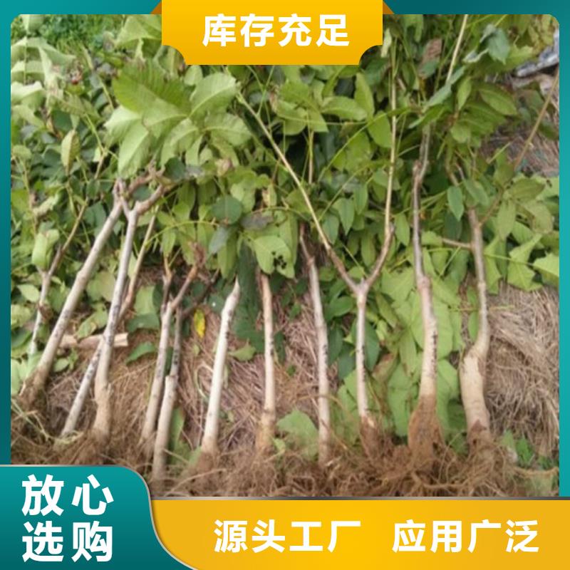 【核桃苗】无花果树苗货源足质量好精选好货