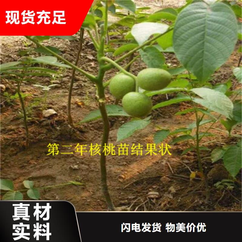 【核桃苗】珍珠枣油桃树苗制造生产销售厂家精选