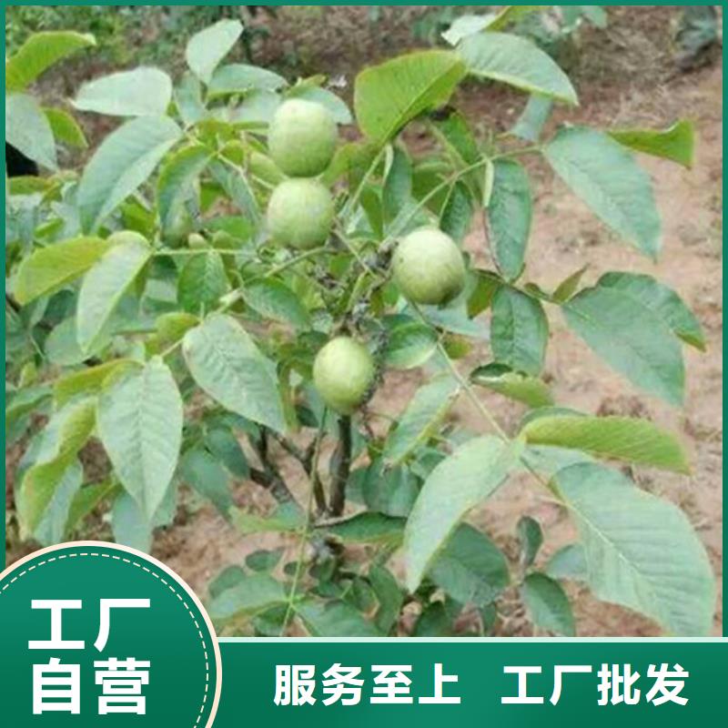 核桃苗花椒树苗多年厂家可靠当地货源