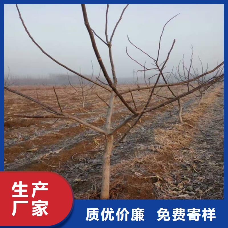 【核桃苗】果树苗批发基地专注质量当地厂家