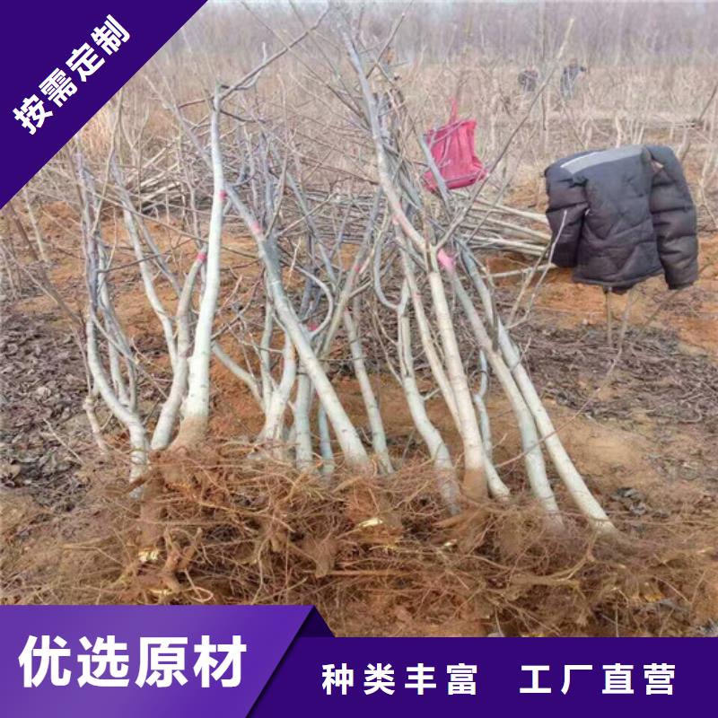 【核桃苗,桃树苗定制零售批发】工厂批发