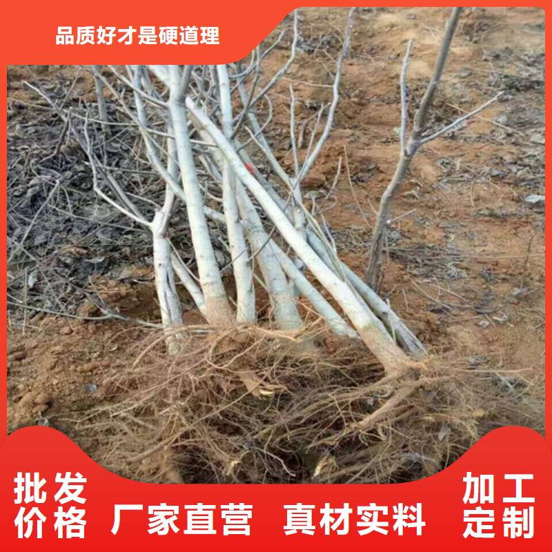 【核桃苗桃树苗产地货源】附近生产厂家