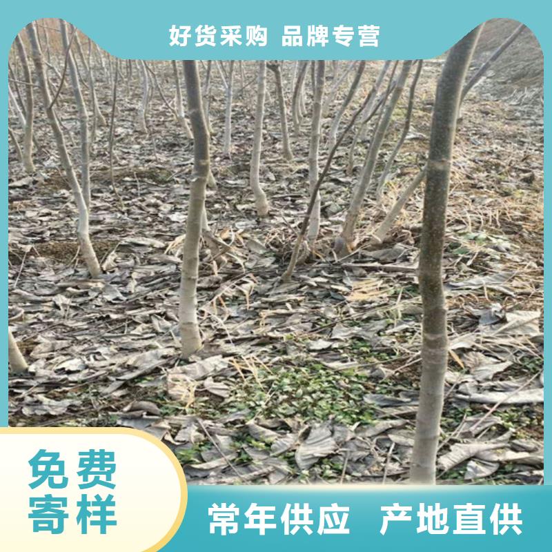 核桃苗-桃树苗基地商家直供精心选材