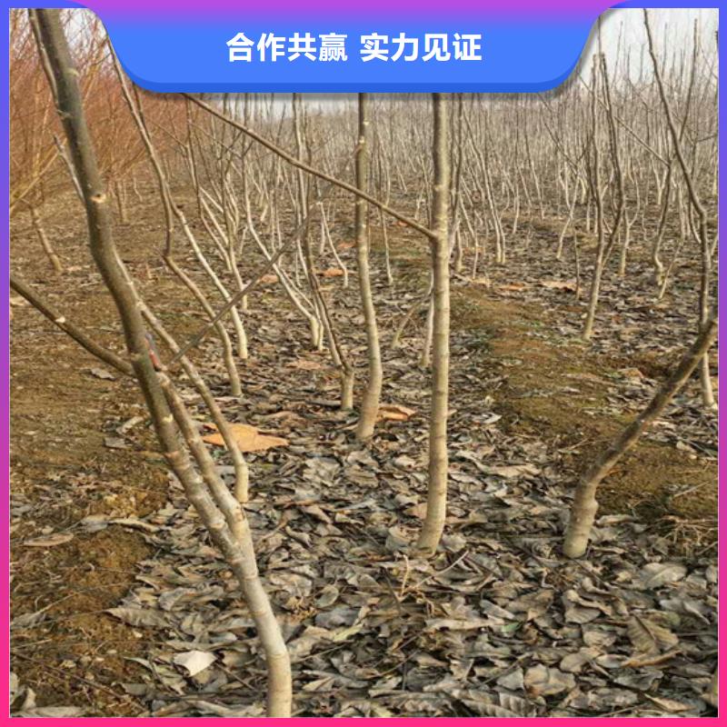 【核桃苗】梨树苗基地诚信商家精工打造