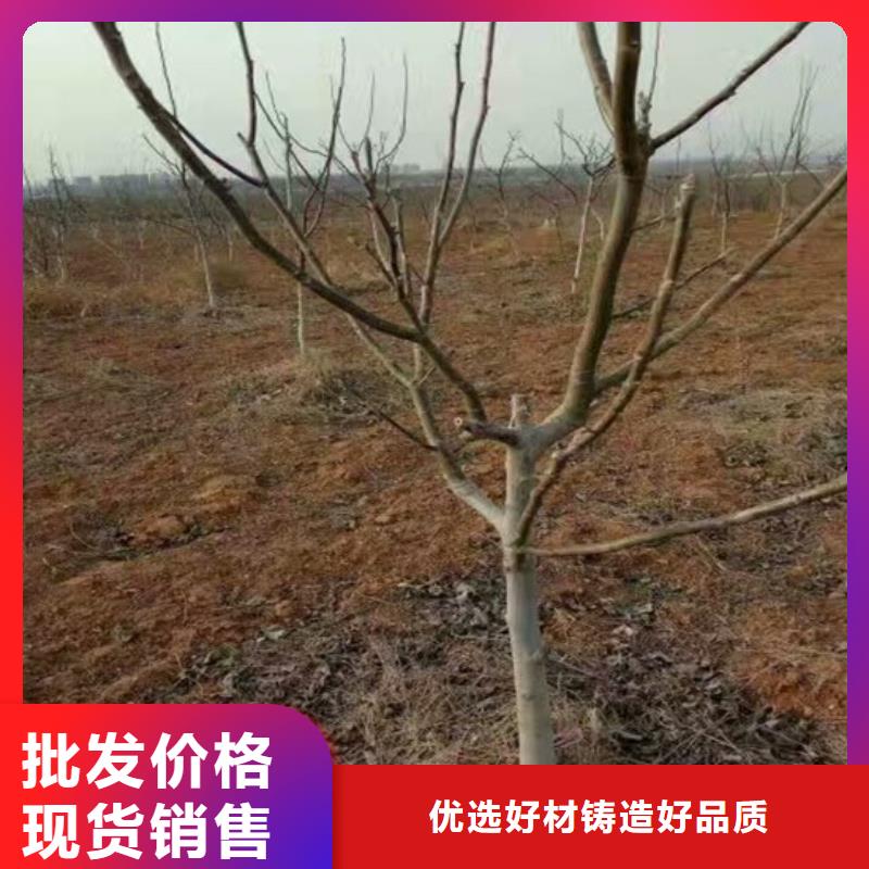 维吾尔自治区碧根果树苗价格多少质量为本