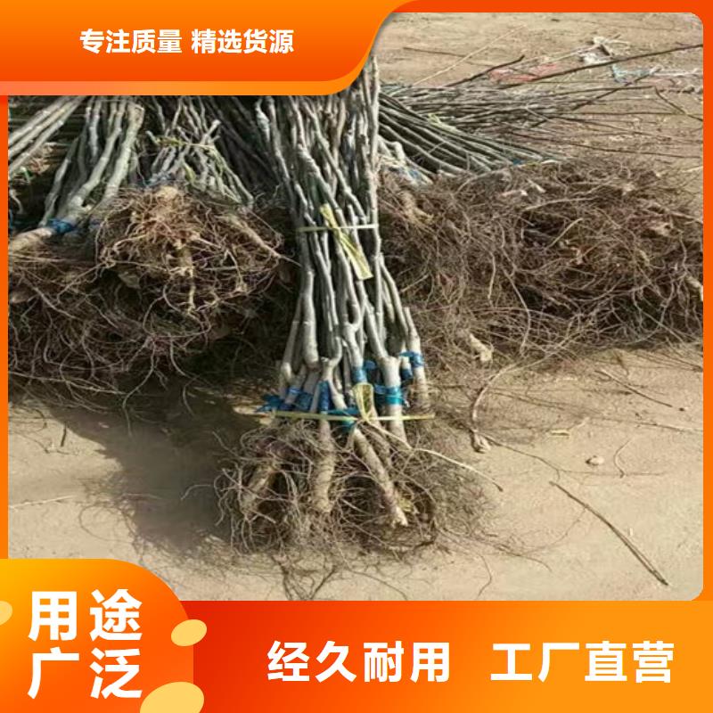 核桃苗【葡萄苗基地】适用场景一站式采购方便省心