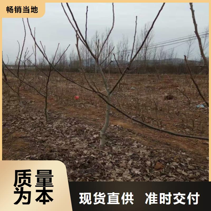 【核桃苗】草莓苗价格产地工厂N年专注