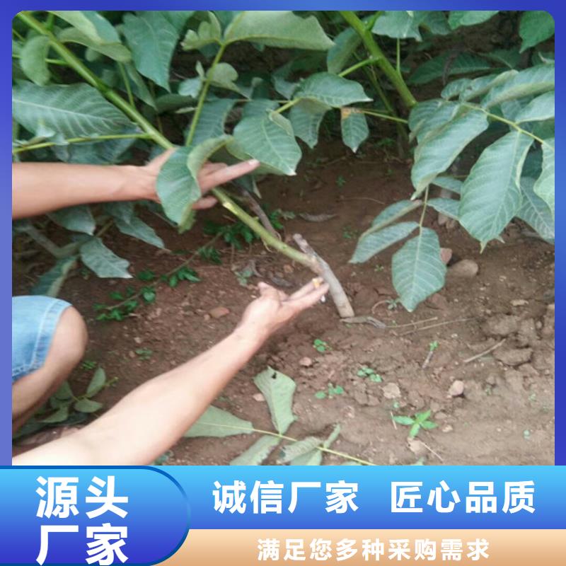 核桃苗桃树苗基地质量无忧精选货源