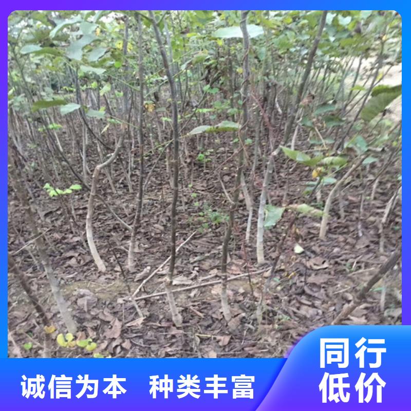 核桃苗【果树苗批发基地】货源报价工期短发货快