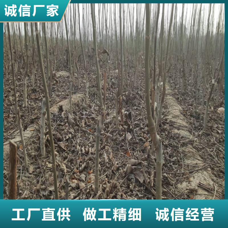 【核桃苗蓝宝石葡萄树苗厂家直销】当地制造商