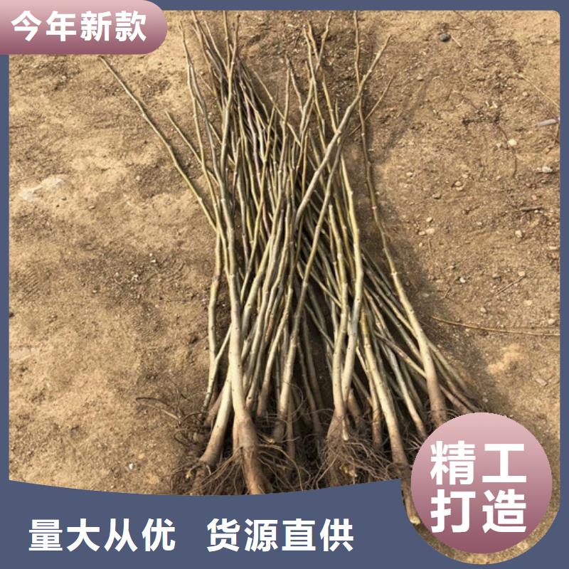 纸壳核桃树苗基地批发质量层层把关