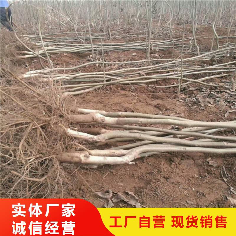 核桃苗樱桃苗经验丰富品质可靠海量现货直销