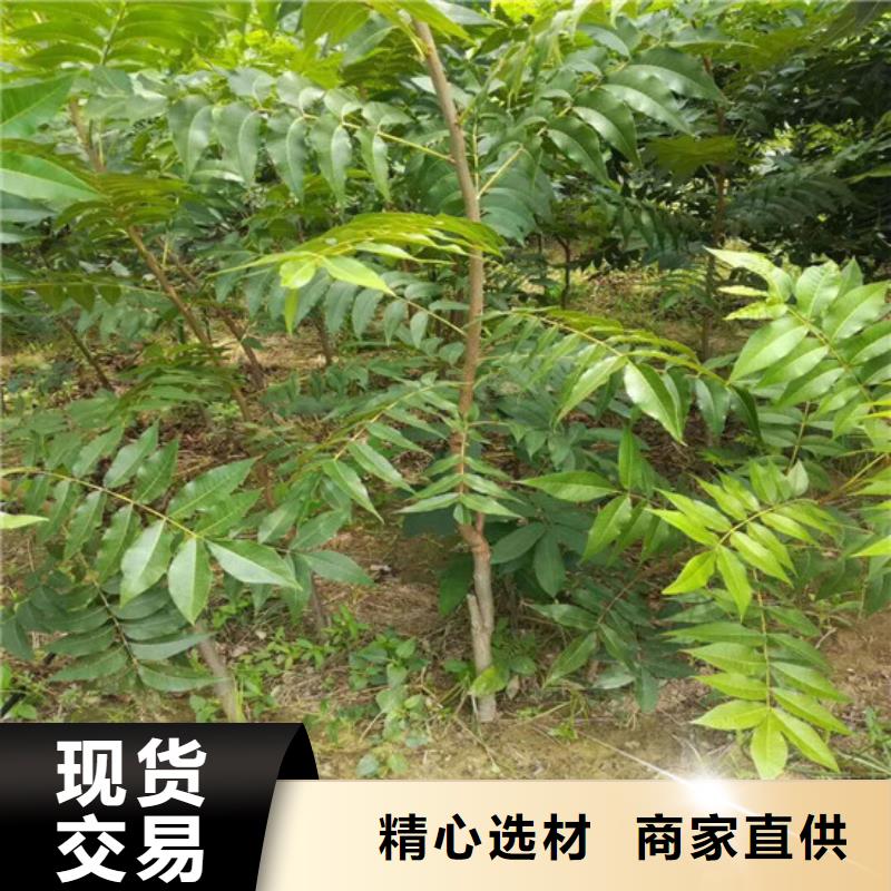 纸壳核桃树苗耐储存品种当地货源