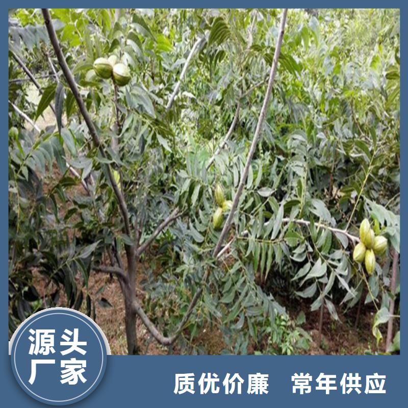 核桃苗无花果树苗优良工艺商家直供