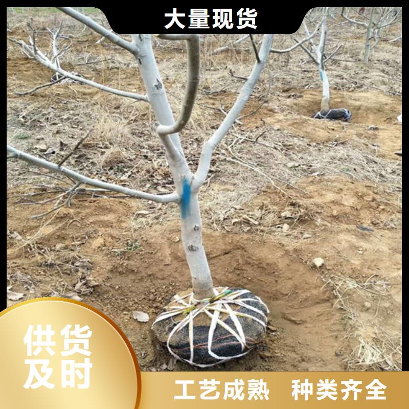 【核桃苗】梨树苗基地用的放心当地品牌