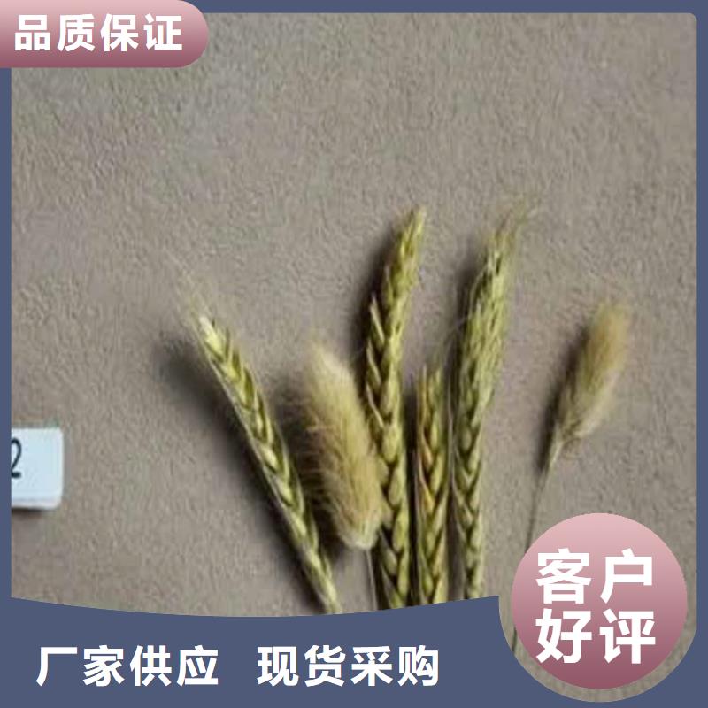 无机干粉灰泥施工厂家标准色卡精品选购