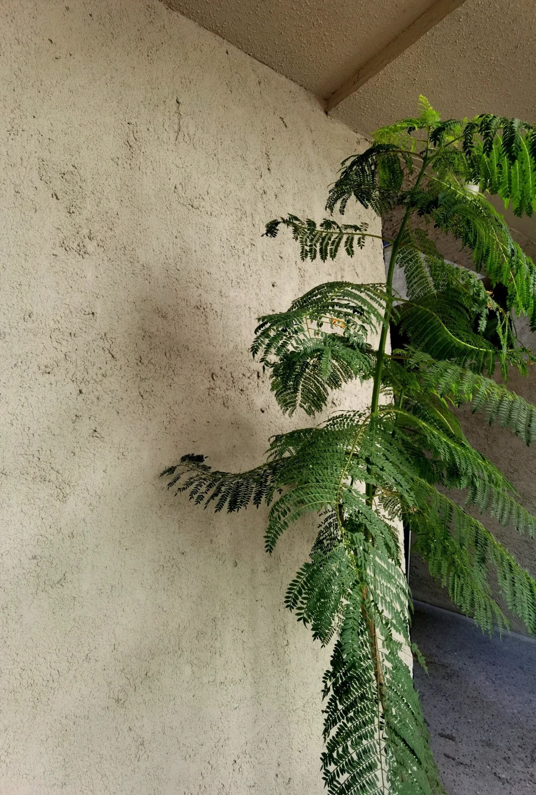 夯土墙面漆，仿泥巴墙涂料，稻草漆厂家，稻草漆一平方价格