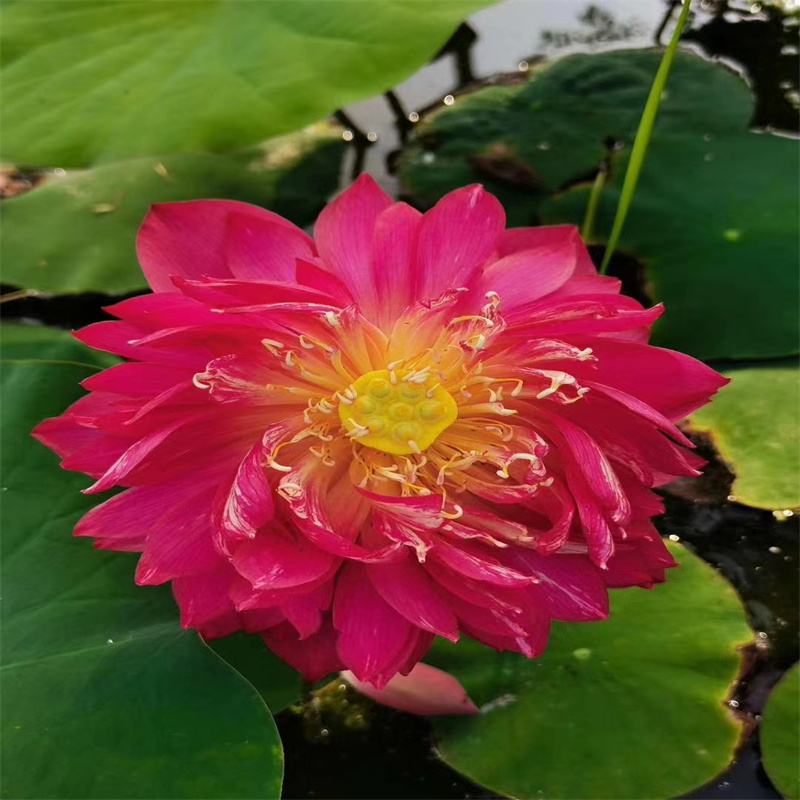 玉林荷花苗庭院美化-荷花苗庭院美化质量过硬