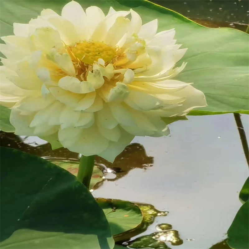 厦门思明专业销售性价比高荷花苗-现货供应