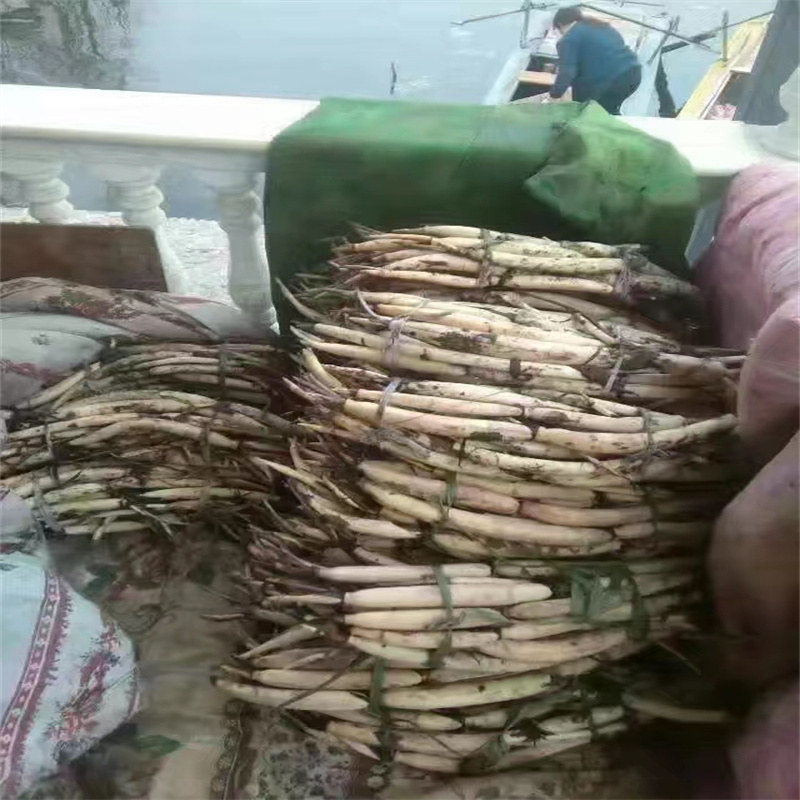 荷花苗度假村制作材料