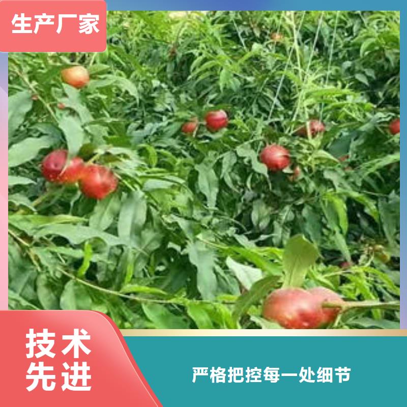 嫁接桃树苗0.9公分注重细节