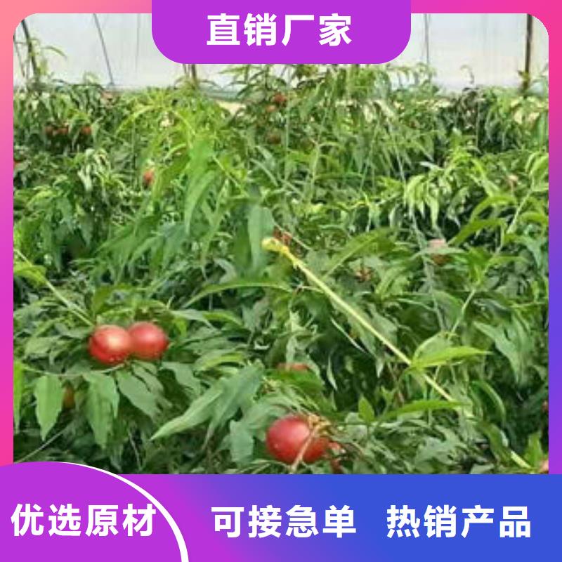 永莲蜜桃2号桃树苗1公分质量优价格低