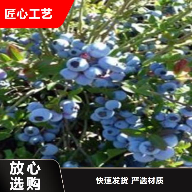 乌达德蓝莓树苗种植方法及时间当地品牌