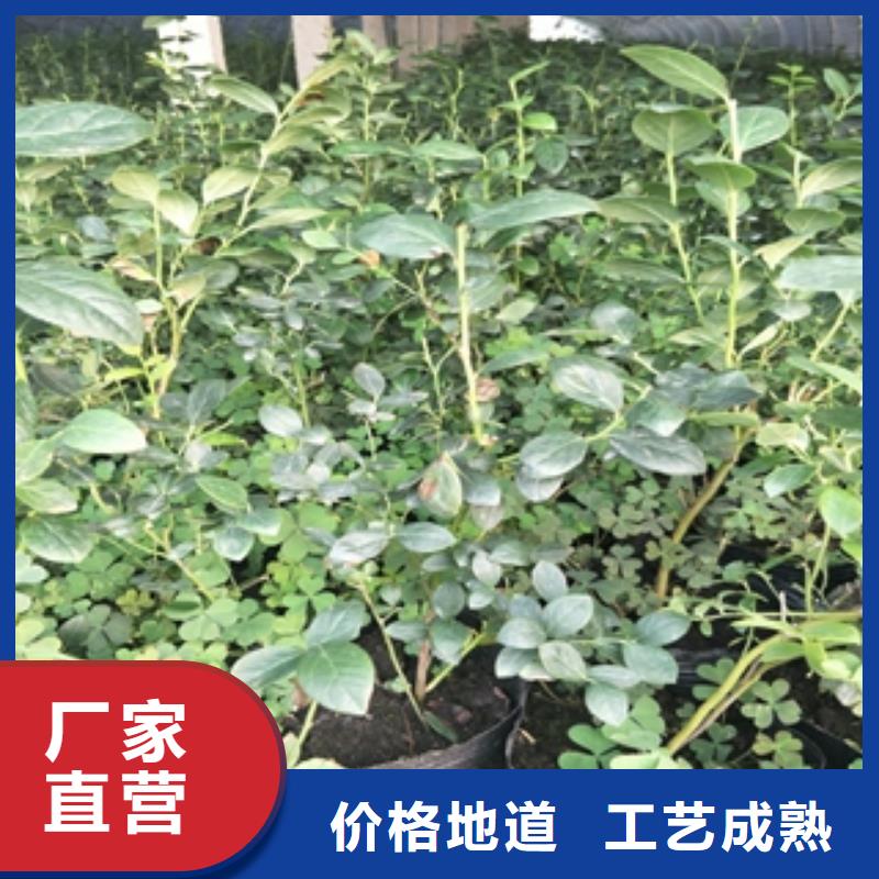 枣庄三年蓝莓苗种植经验