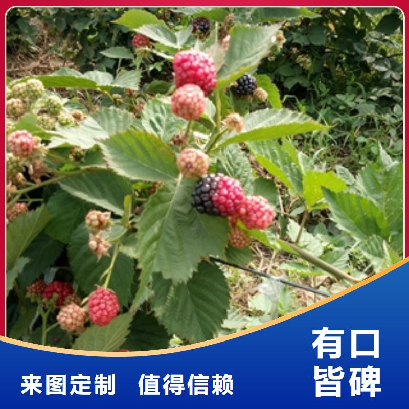 西宁澳洲红红树莓苗种植基地 新闻热点