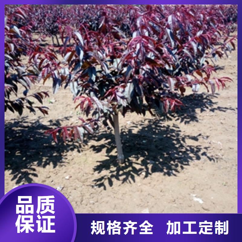 8公分占地大桃树苗多少钱一棵北京
