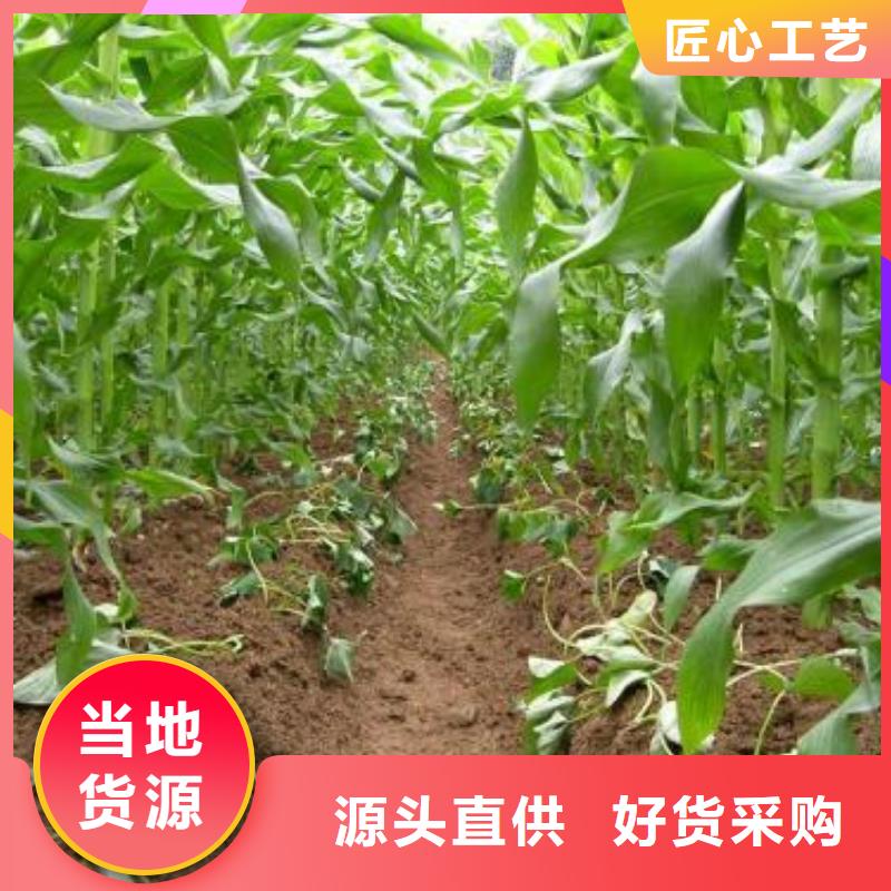 紫薯苗（济黑2号上市）选山东乐农紫老大附近货源