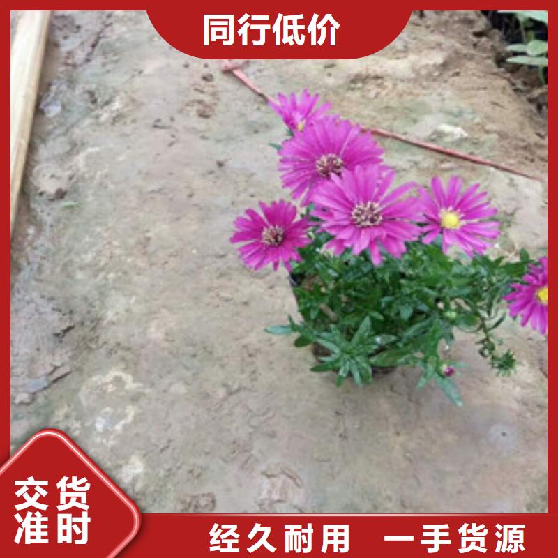 红河大花金鸡菊可以种植吗