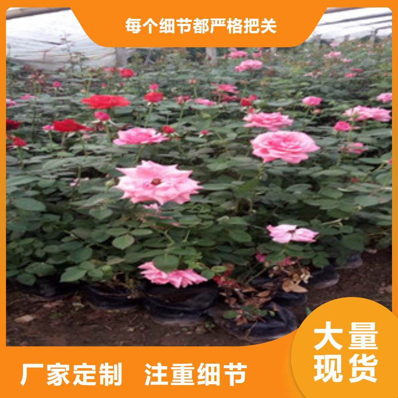 杭州大花金鸡菊哪个地方有种的