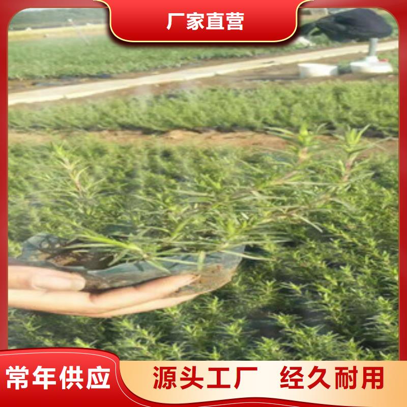 郑州观赏草细茎针茅批发多少钱