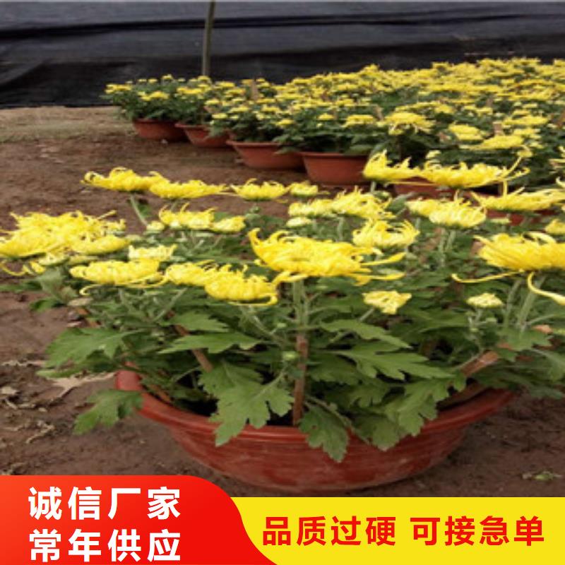 果洛营养钵太阳花种植基地