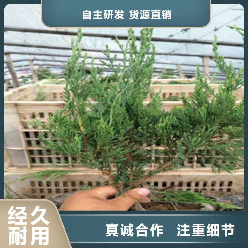 广州多芽青绿苔草多少钱一棵