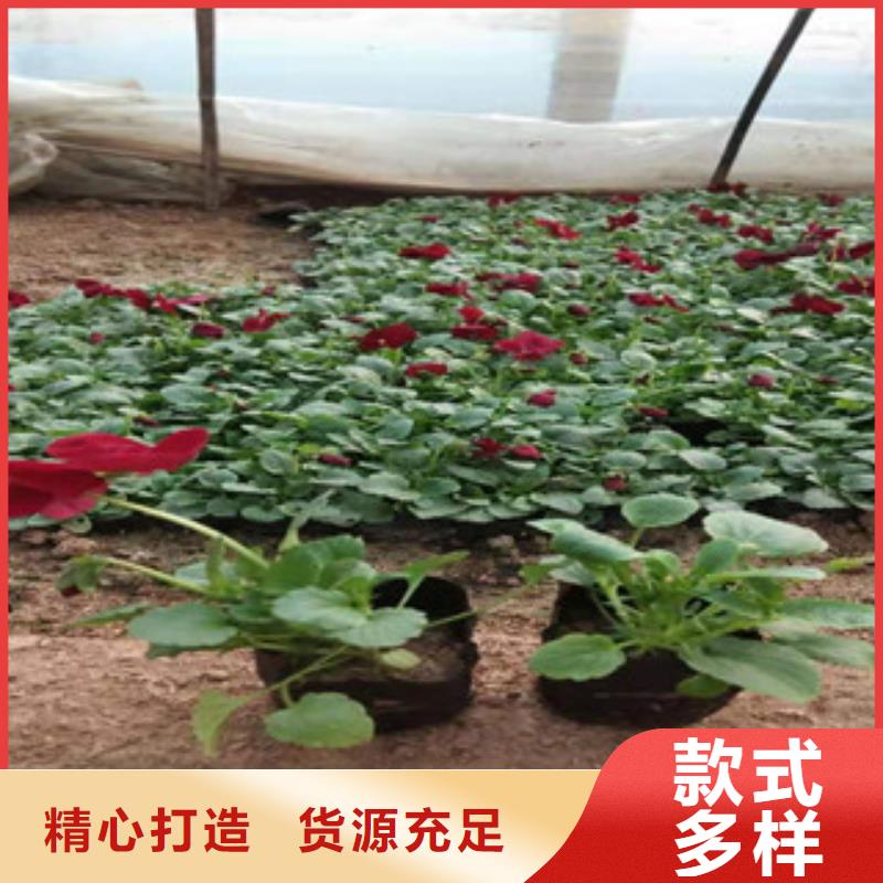 广州紫菀工程苗出售
