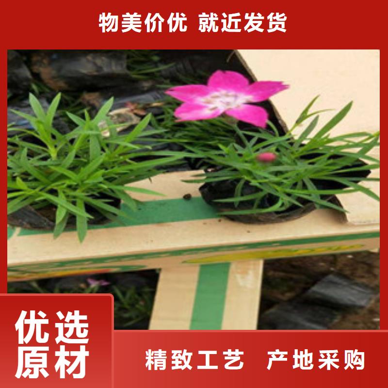 陇南紫菀2019进口新品种
