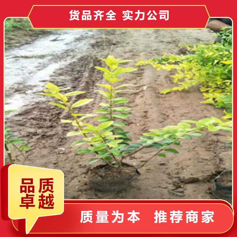杭州多芽大花金鸡菊在哪里能越冬