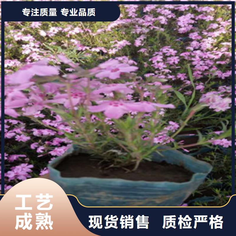 安徽紫叶狼尾草可以种植吗