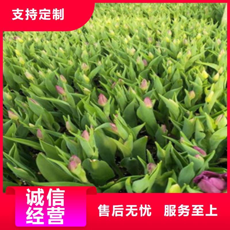 钦州双色盆一串红栽植成活率高